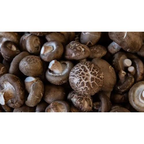 新鲜香菇 一盒 250g